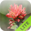 Wildflowers of the Great Plains